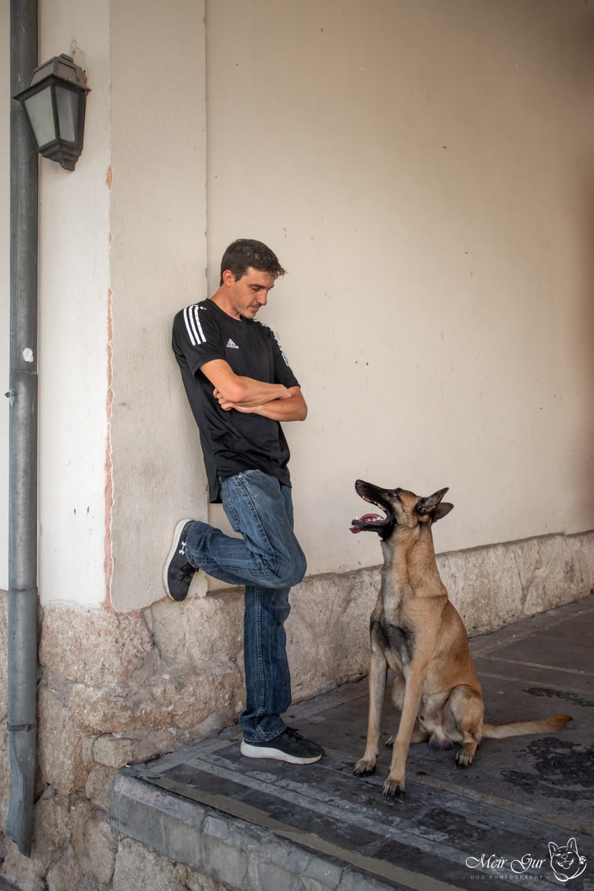 Focused dog training portrait